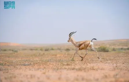 محمية
